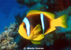 Two Striped Clownfish (Anphiprion bicinctus).
Nikon 801s... by Alberto Romeo 